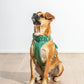 ComfortFit Dog Harness