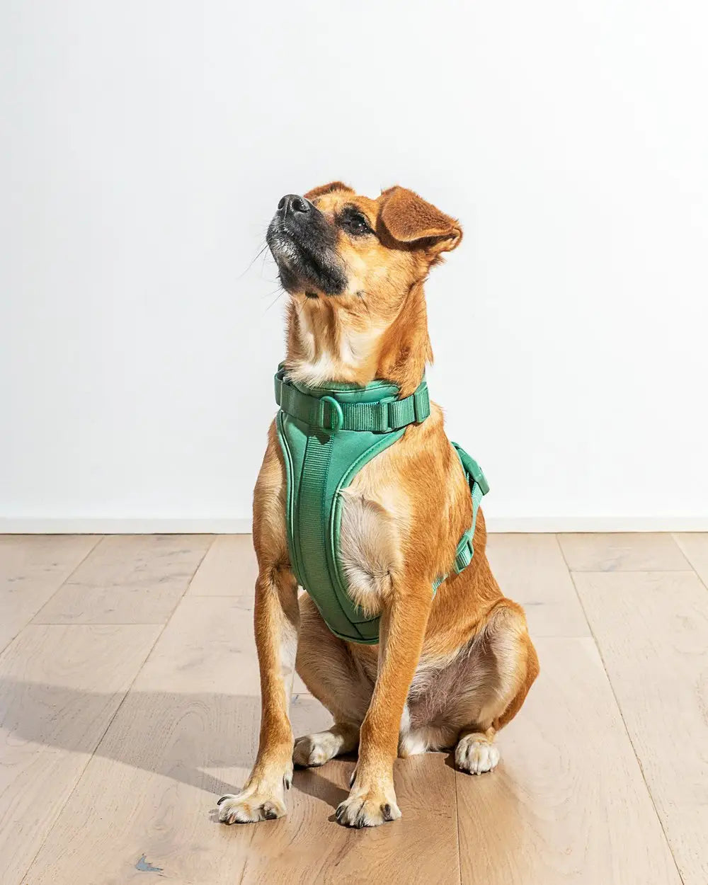 ComfortFit Dog Harness