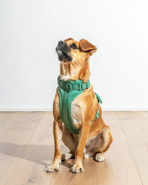ComfortFit Dog Harness