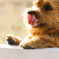 Anti-Slip Dog Paw Grips 4-Pack
